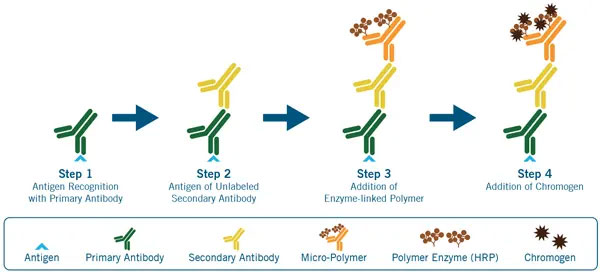 Find Your MACH™ Match: Which MACH Detection is Right for You?