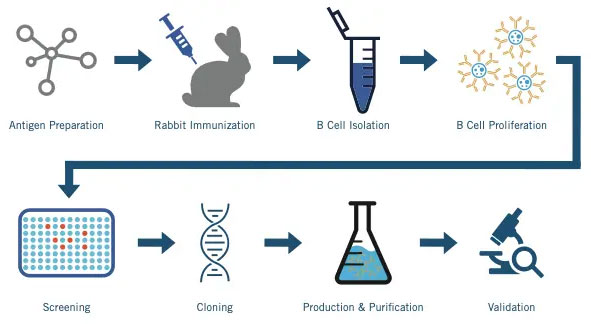 Biocare Basics: The Advantages of Rabbit Monoclonal Antibodies