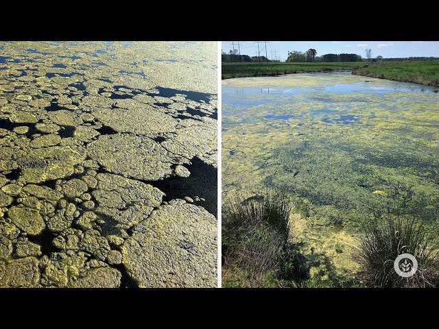 Algae Corner: This "Horsehair" Species Can Make Your Pond Unusable